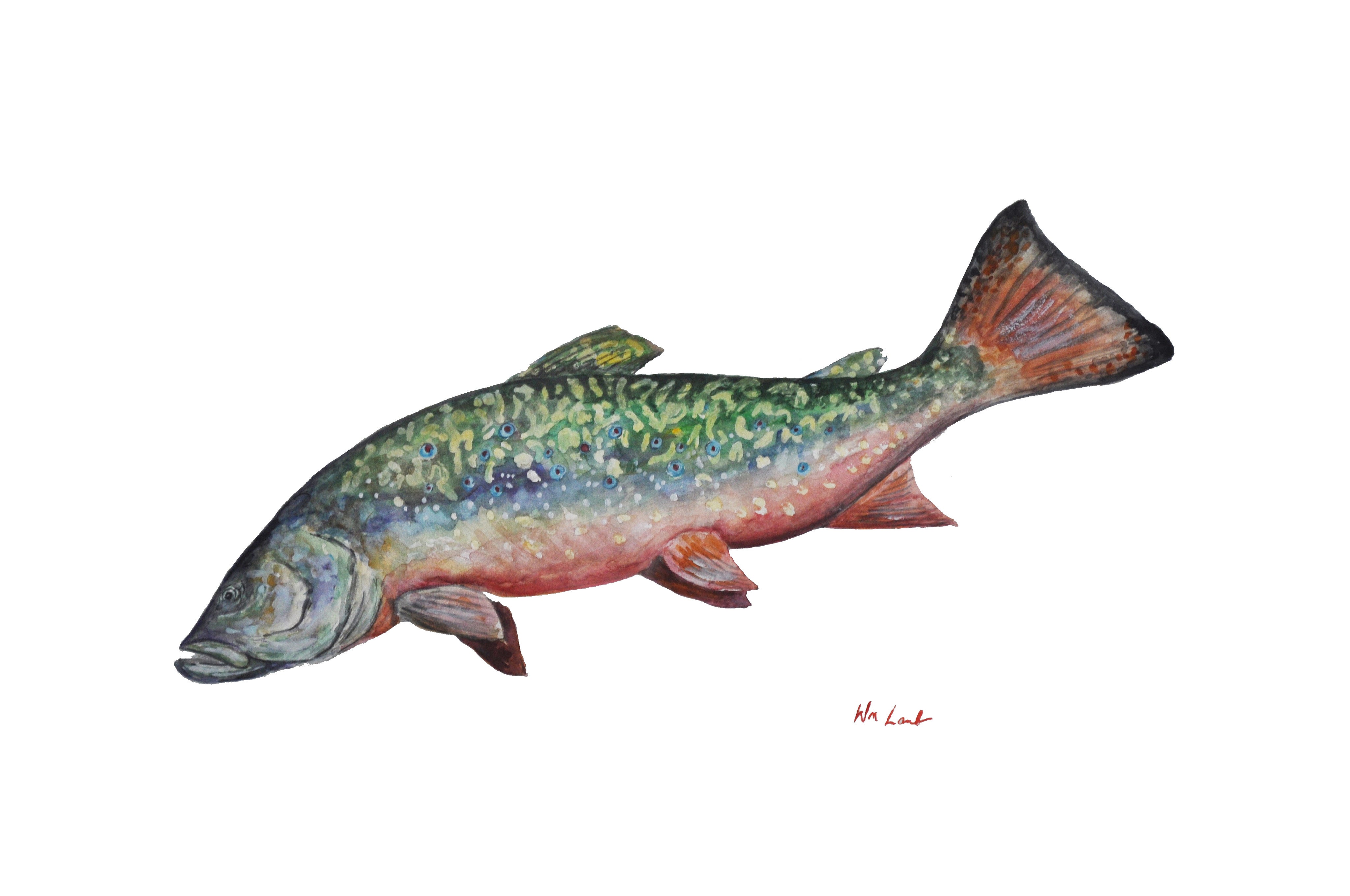 Original Artwork - Swimming Brook Trout - Watercolor